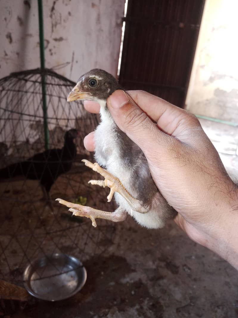 Aseel chicks 6