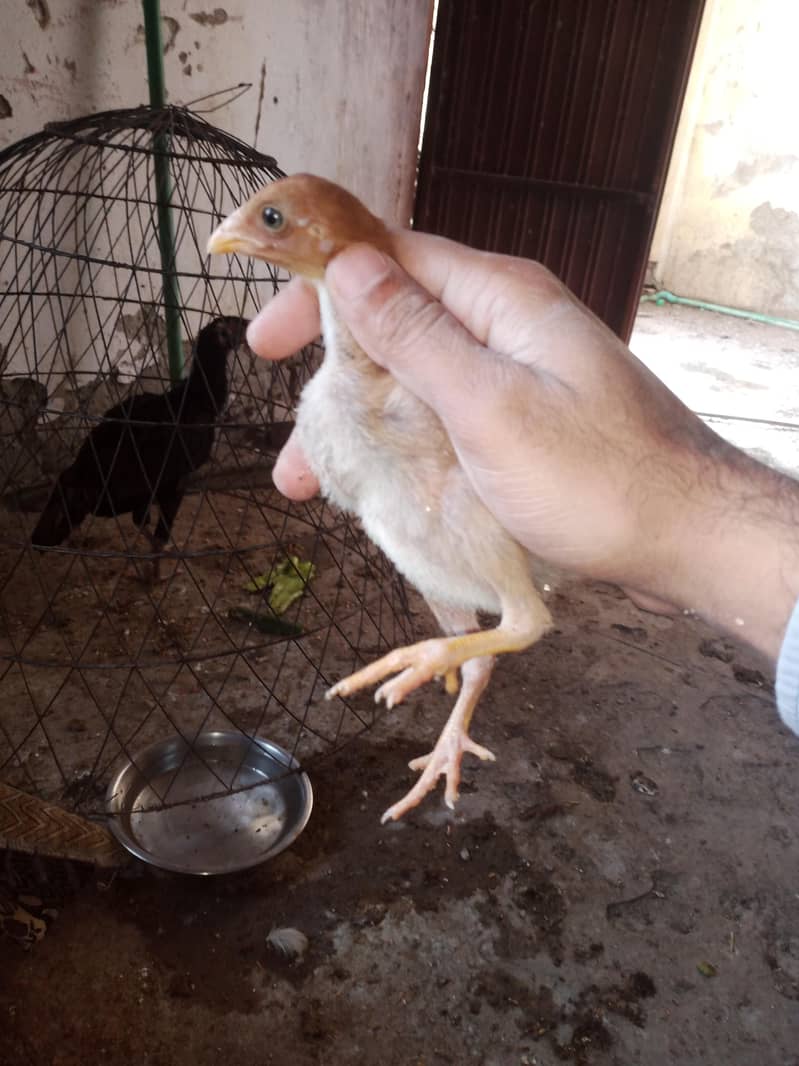 Aseel chicks 8
