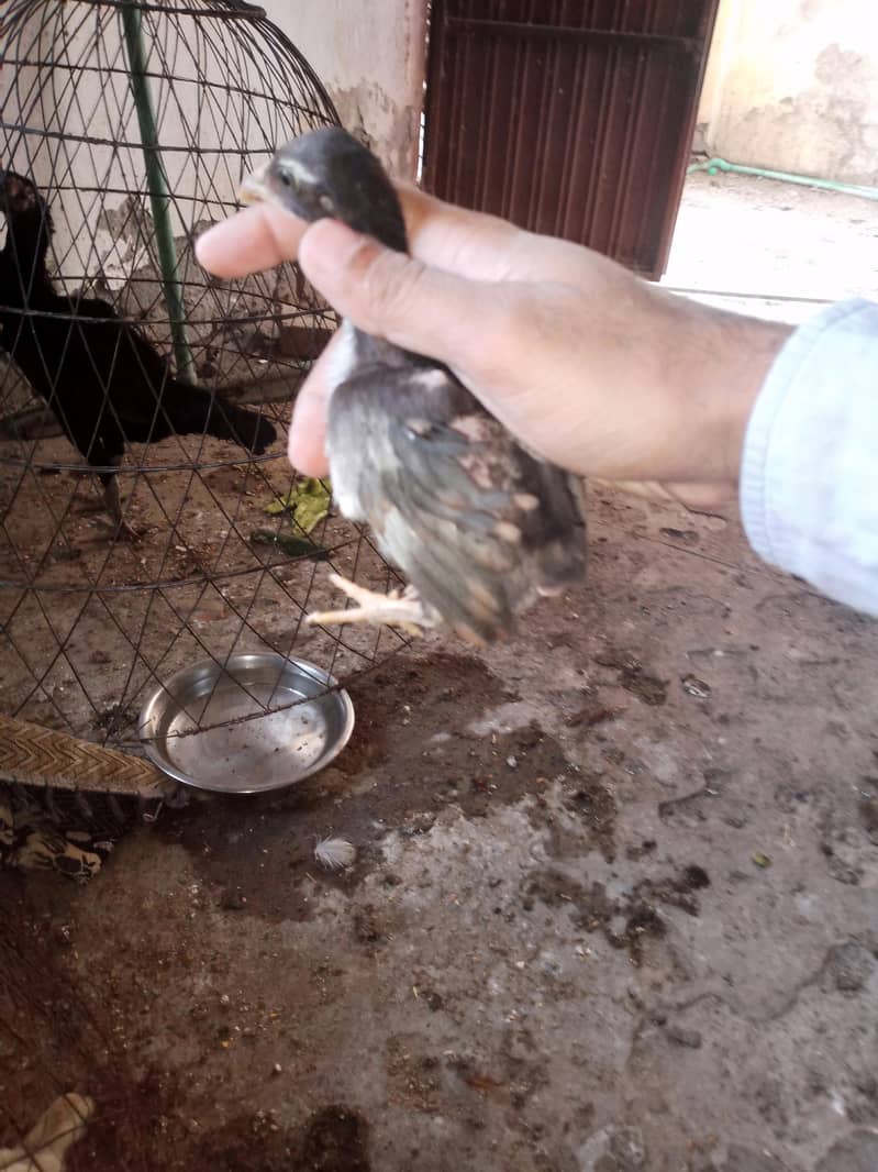 Aseel chicks 9