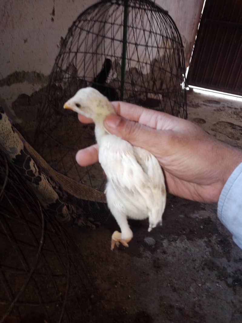 Aseel chicks 11