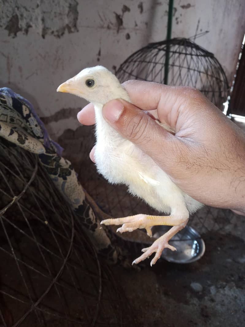 Aseel chicks 12