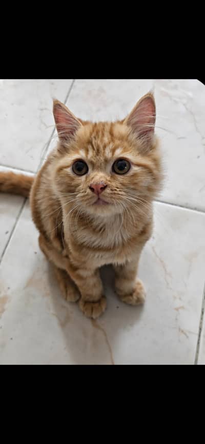 cat for sale