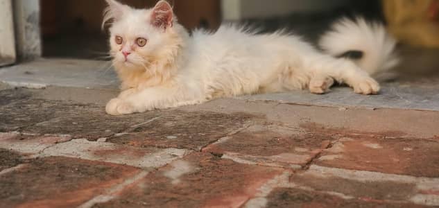 Pure Persian tripple coated kittens