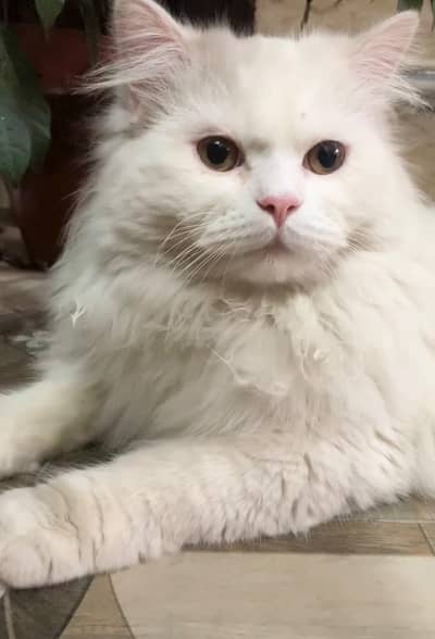 Triple Coated Male