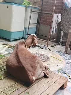 doodh wali gaban bakri