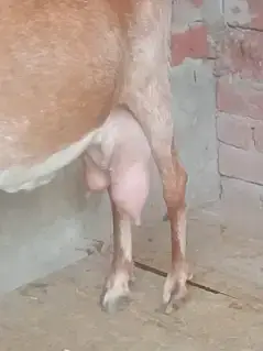 doodh wali gaban bakri — photo 5