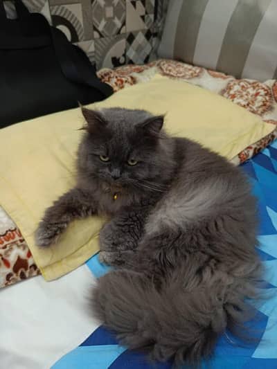 Persian male cat for sale