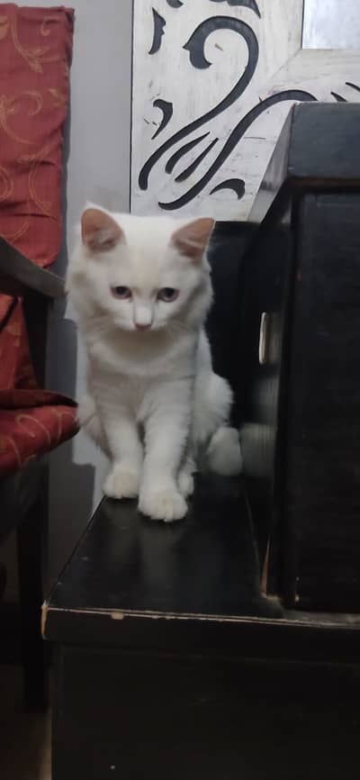 Persian cat triple coting