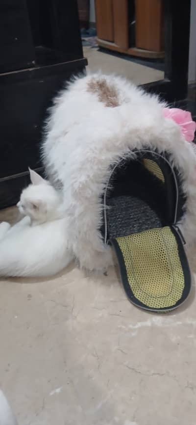 Persian cat triple coting