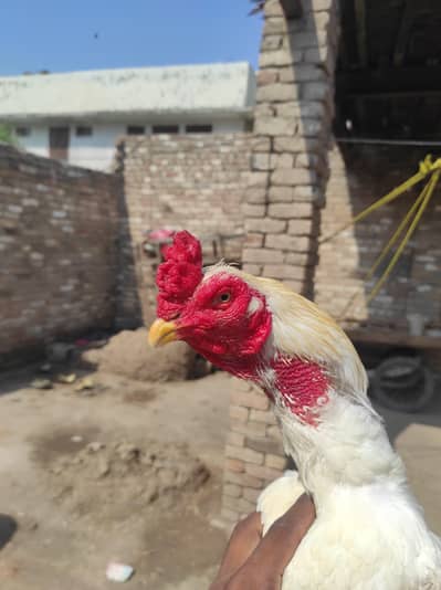 pure aseel mianwali