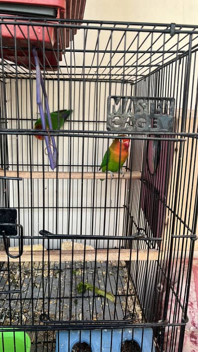 Mix pair parrots and canary