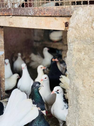 Mix Pigeon For Sell