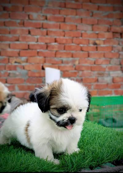 Shitzu male puppy for sale