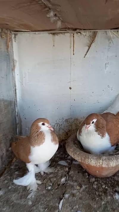 sherazi pigeon