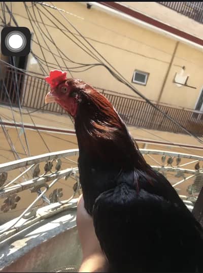 Urgent sale long highted