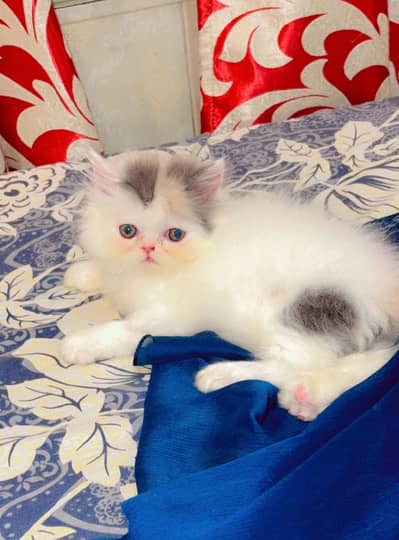 Cfa bloodline kittens/calico/