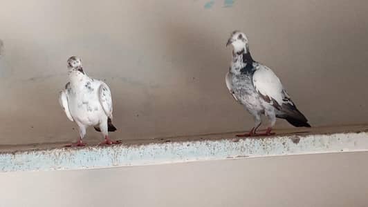 All pigeons for sale