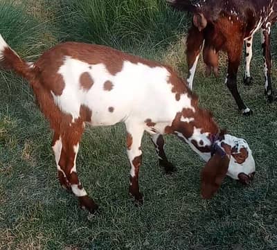 For sale