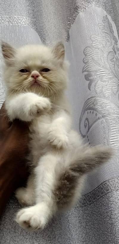 kitten