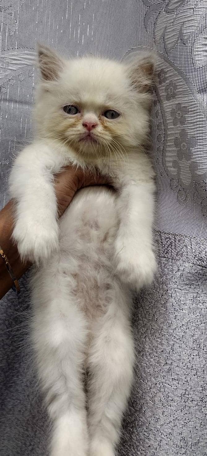 kitten 1