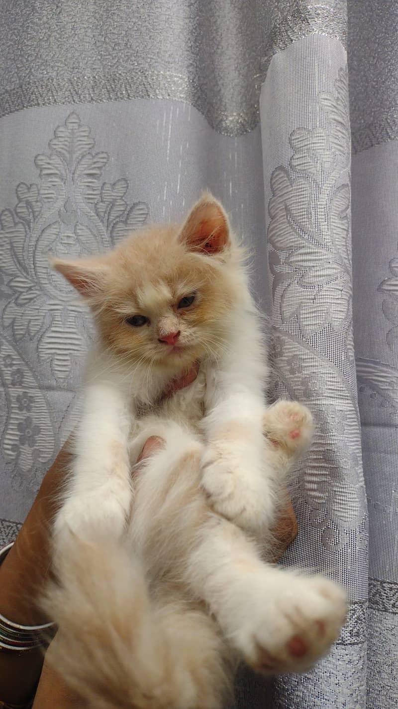 kitten 2