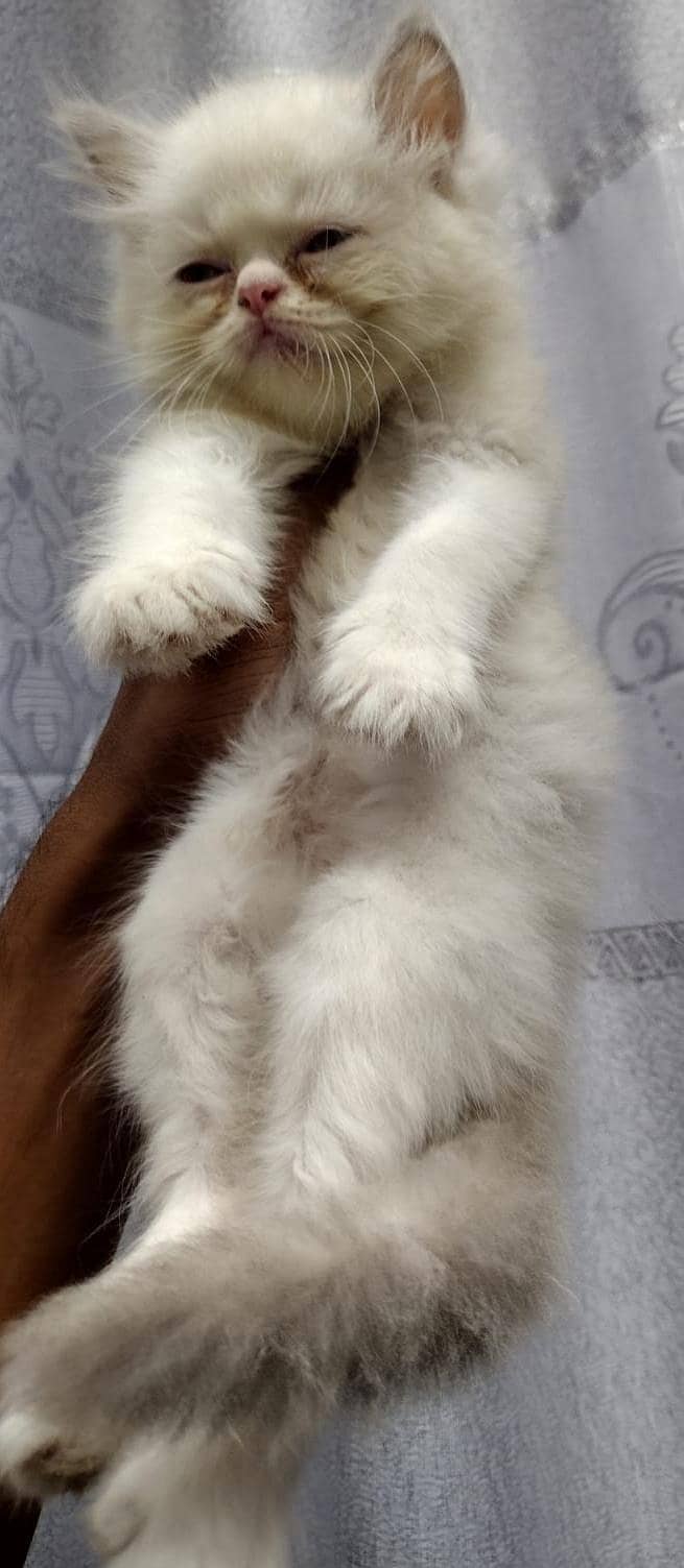 kitten 3