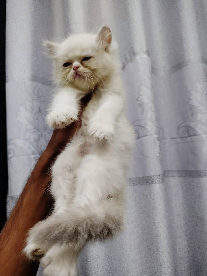 kitten 5