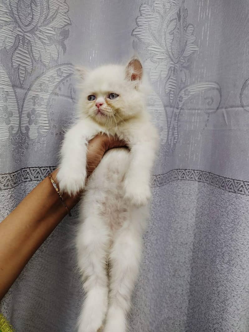 kitten 6