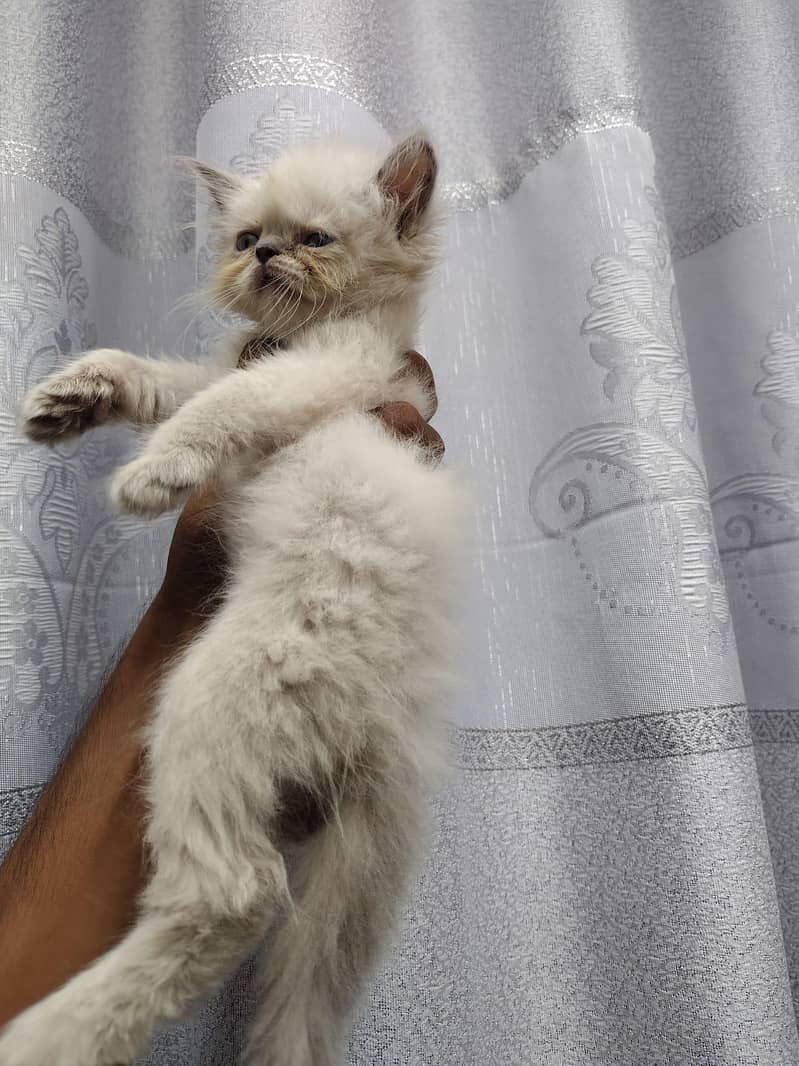 kitten 7