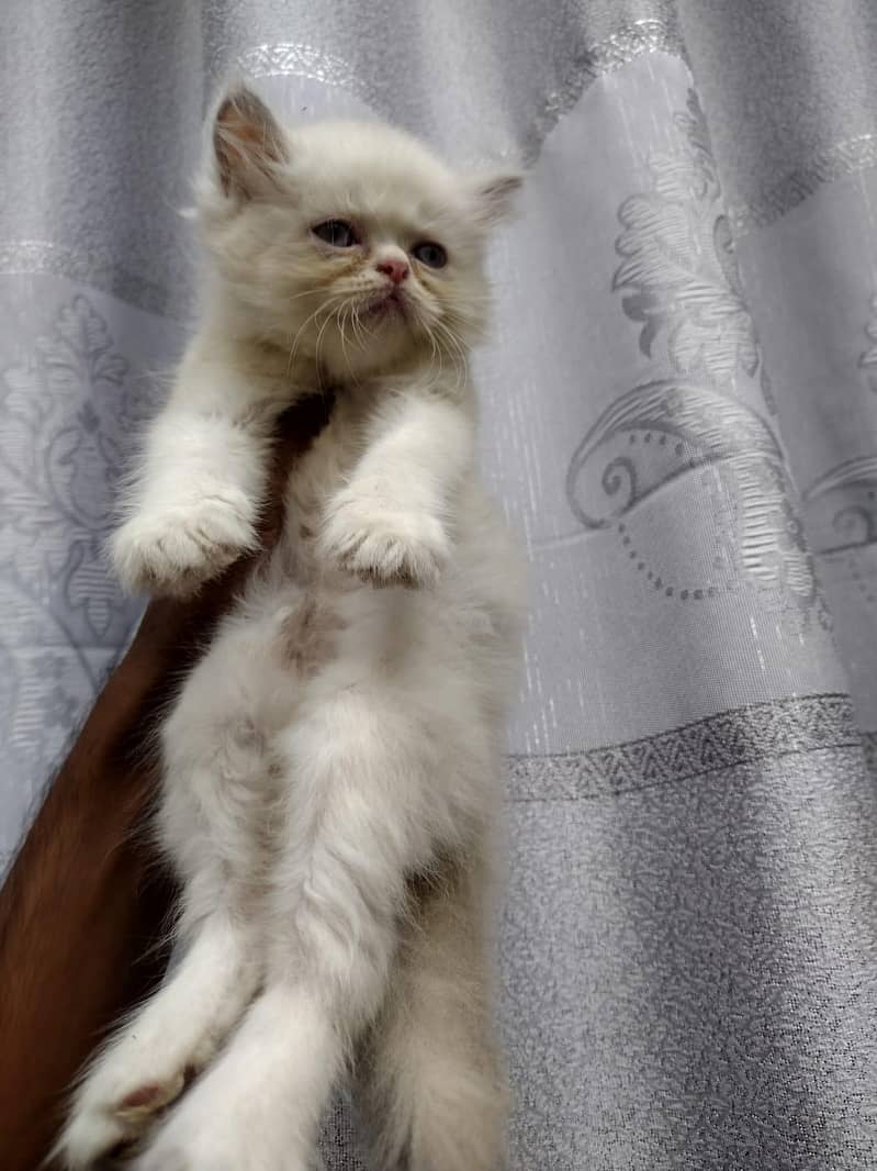kitten 8