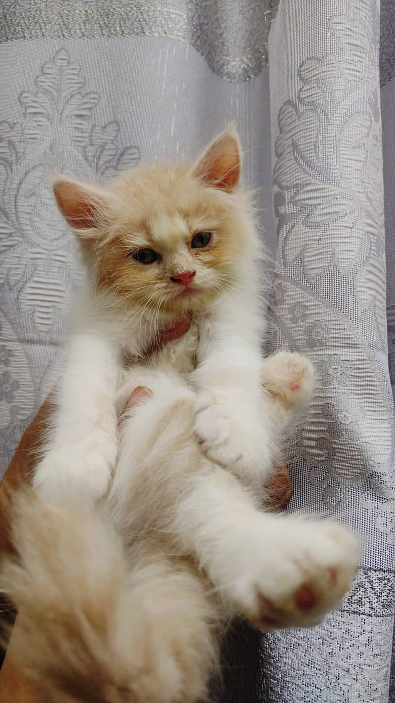 kitten 9