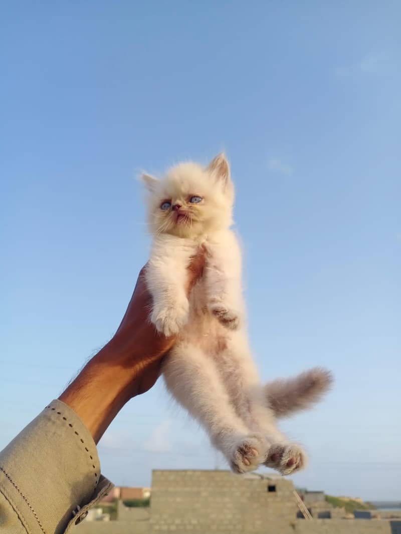 kitten 11