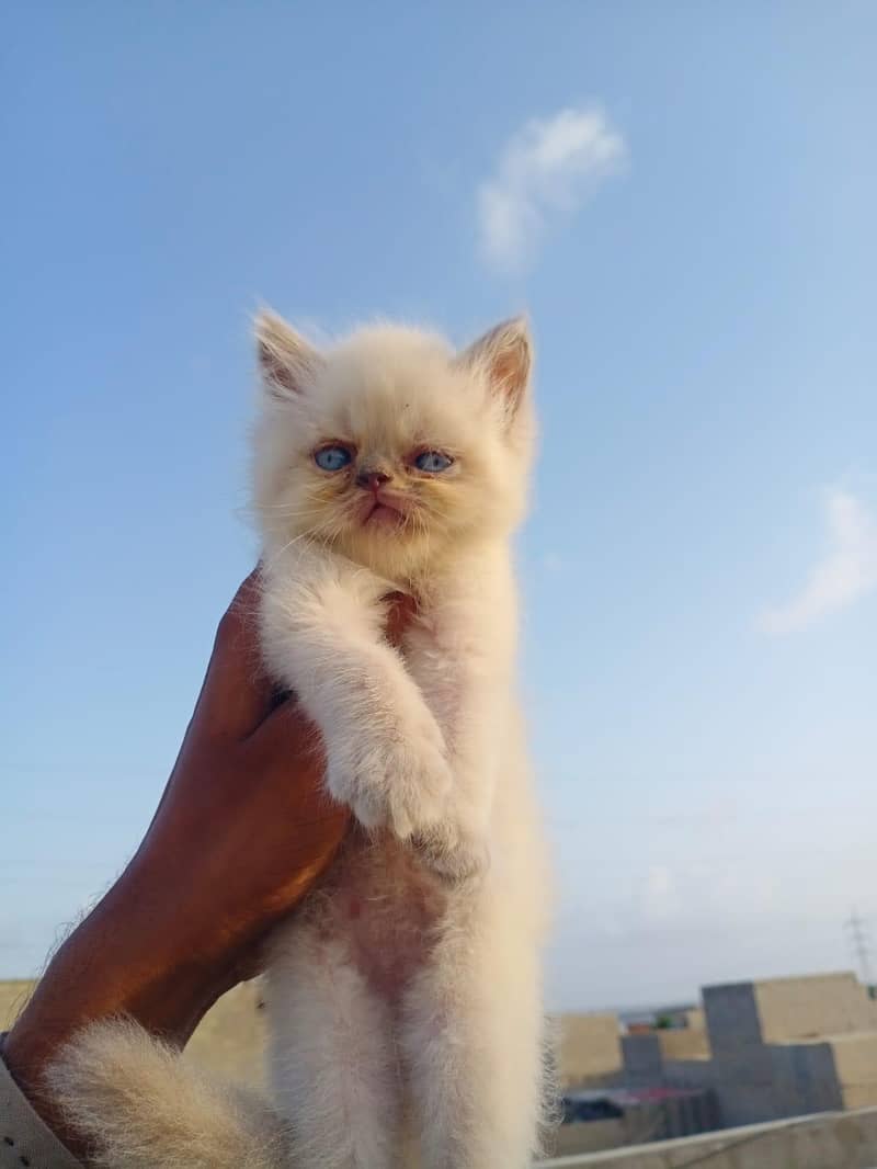 kitten 12