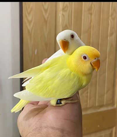 love bird albino red i breeder pair jambo size