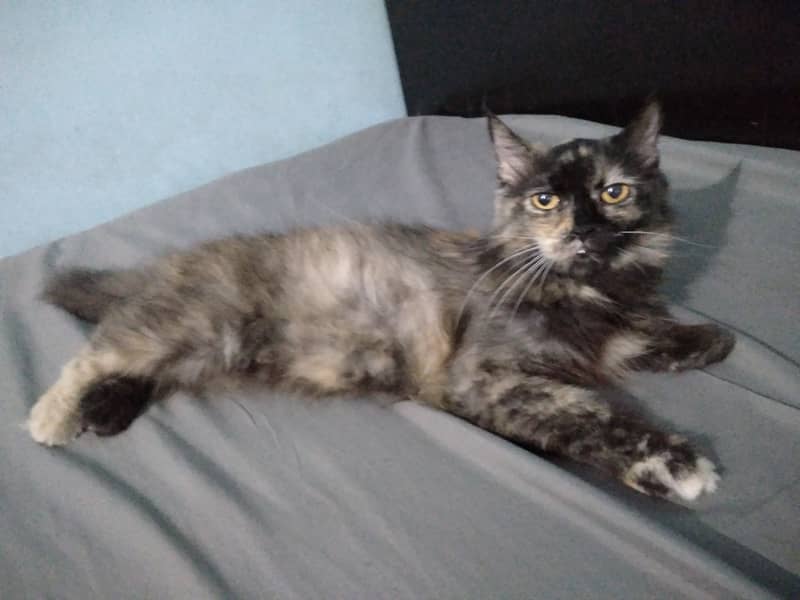 Persian cat 4