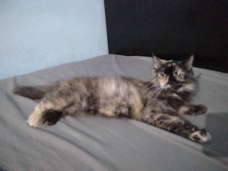 Persian cat 5