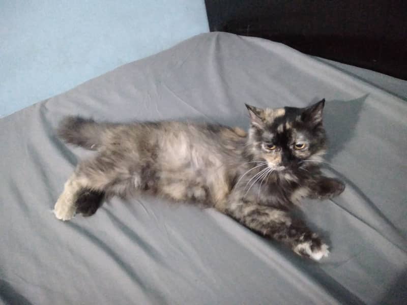 Persian cat 6