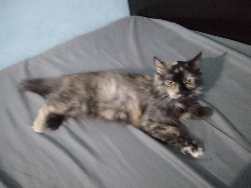 Persian cat 7