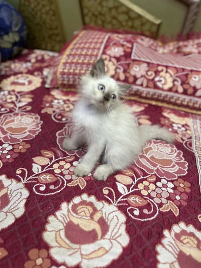 Persian kitten / triple coated/ Himalayan kitten/03247627801 WhatsApp