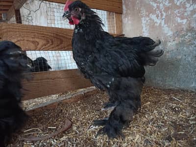 BUFF HEAVY CUCHIN BALAK CHIKS