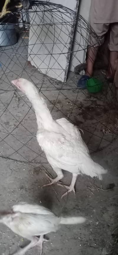 Pure Aseel Paper white | Cheene|Thai|Lakhi High Quality egg laying