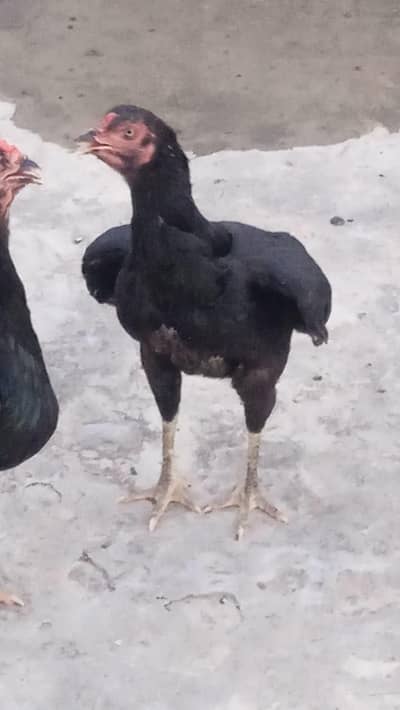 aseel morgi available 2 pic urgent sale