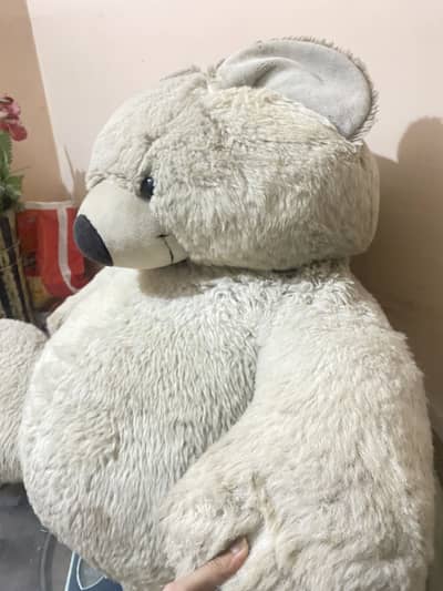 Huge teddy