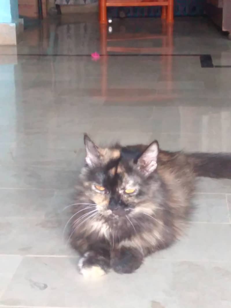 Persian cat 8