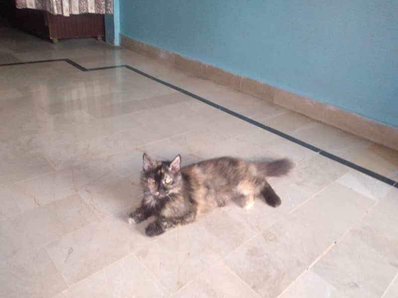 Persian cat 9