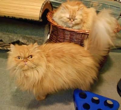 Beautiful Fawn and Ginger Colour Male Cat punch peki face for Breeding