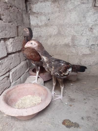 peur Miawali pair Forsale