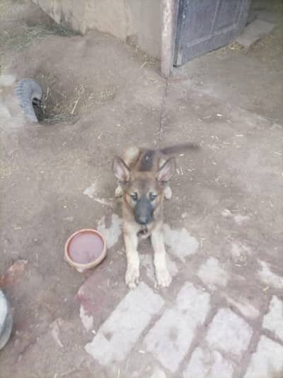 German Shepherd or bigyari cross female