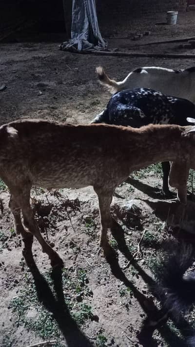 6 Goats for sale | Bakra | Bakri | Breeder | Bakray