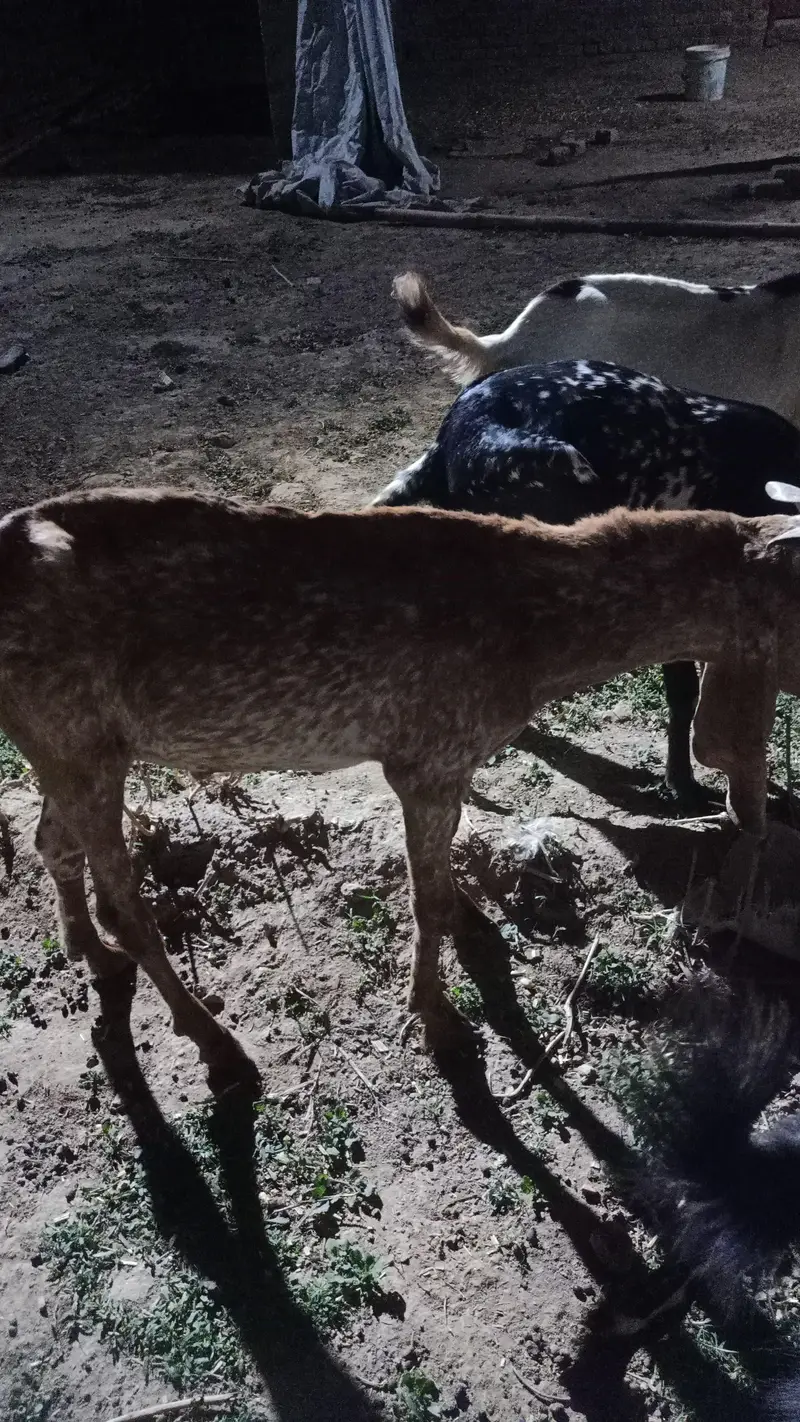 6 Goats for sale | Bakra | Bakri | Breeder | Bakray